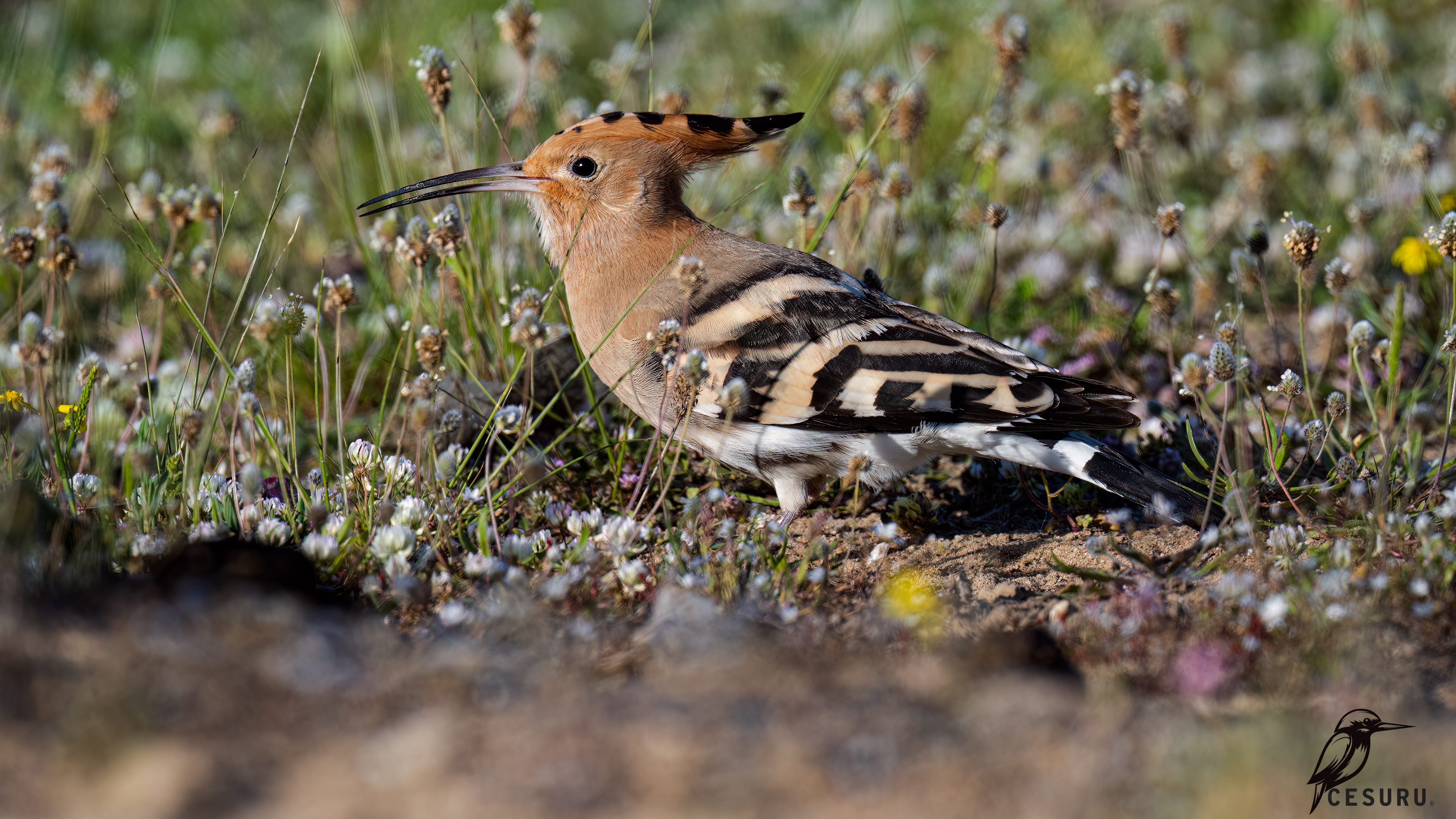 Eurasian Hoopoe